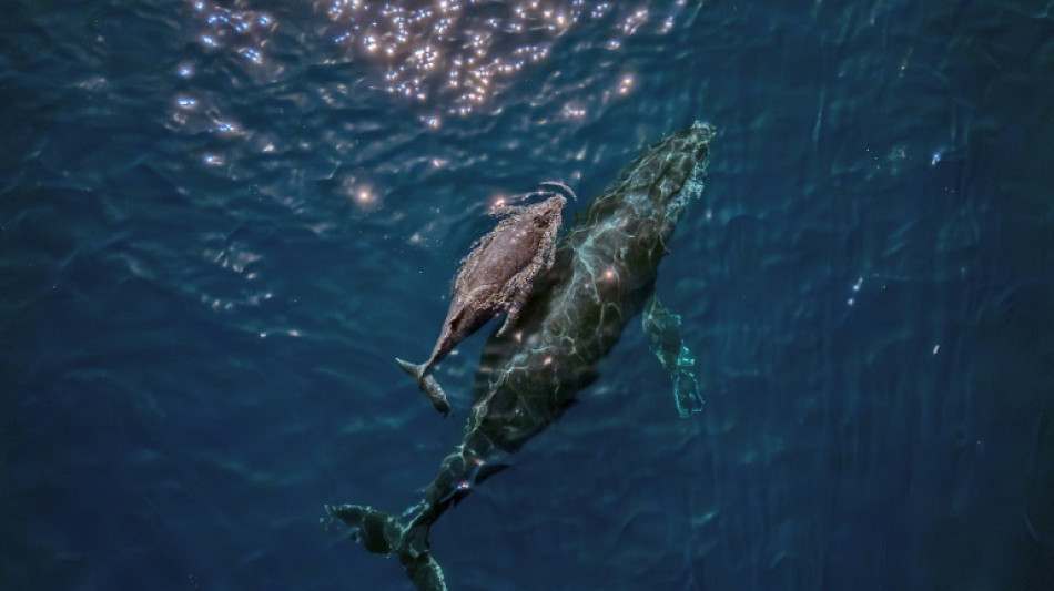 Las ballenas cantan gracias a un órgano muy particular