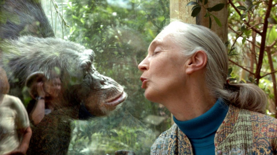 World-renowned chimpanzee expert Jane Goodall dies at 91
