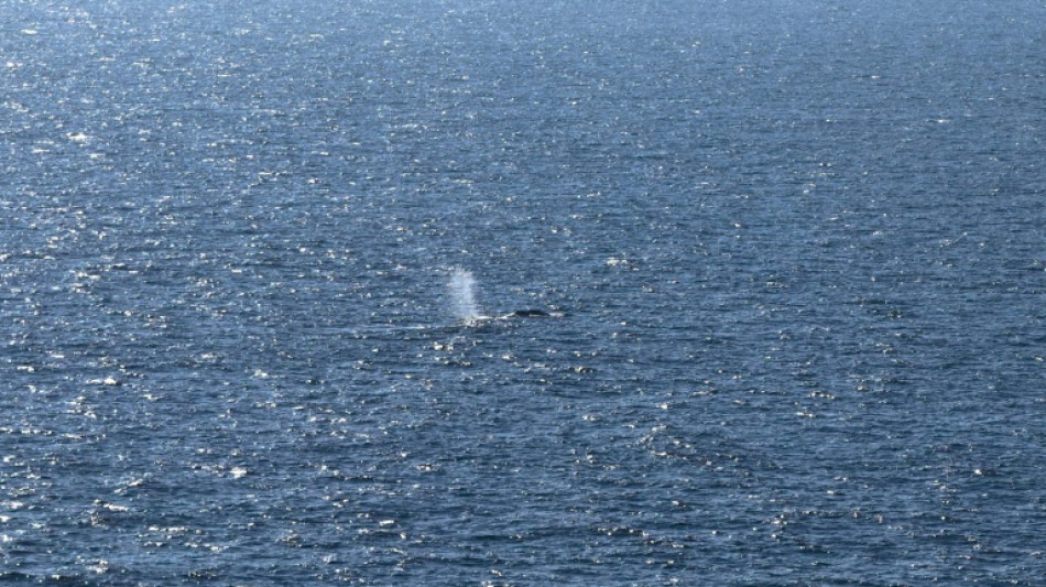 Denmark to autopsy 'Timmy' the whale