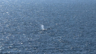 Denmark to autopsy 'Timmy' the whale