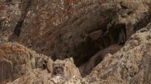 Nepal: les panthères des neiges estimées à près de 400 selon une enquête de terrain