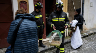 Parrots rescued as landslide-hit Sicilian town saves pets