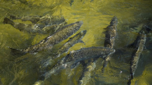 En Californie, la p&ecirc;che au saumon sabord&eacute;e par la s&eacute;cheresse