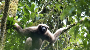 Finding Skywalker gibbons with love songs: study 