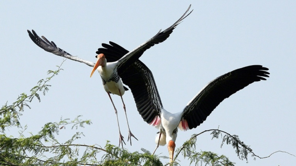 Las aves tropicales, víctimas del calor extremo