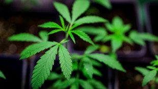 Bundestag stimmt für teilweise Legalisierung von Cannabis