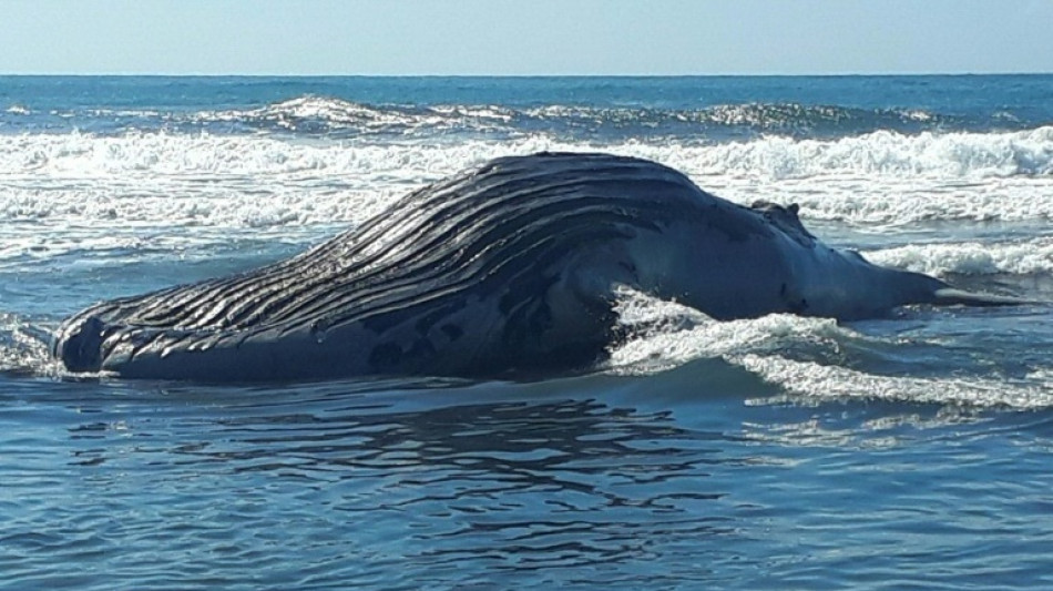 Encuentran muerta una ballena jorobada en playa de Guatemala