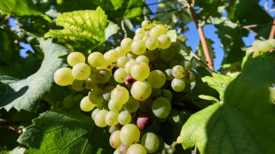 Via alla vendemmia, in provincia di Cuneo si parte in anticipo