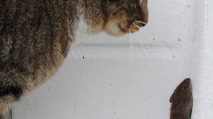 In Usa scoperto un nuovo virus grazie al fiuto di un gatto