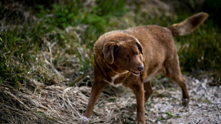 Portugal's Bobi loses oldest dog title