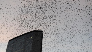 Con l'inquinamento luminoso gli uccelli cantano più a lungo