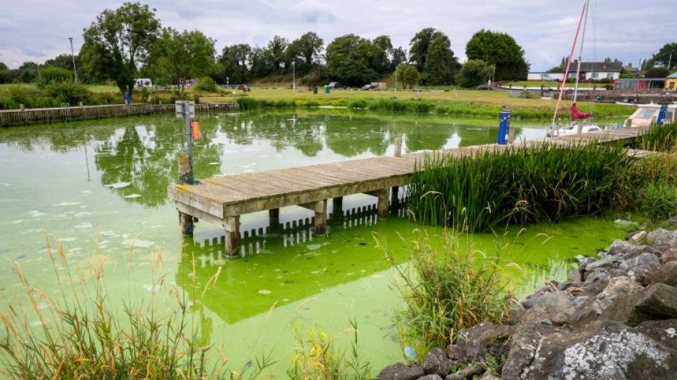 UK's largest lake 'dying' as algae blooms worsen