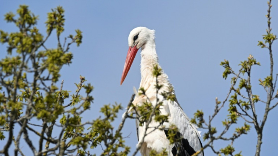 Polizei in Baden-Württemberg rettet unterernährten Storch von Bundesstraße