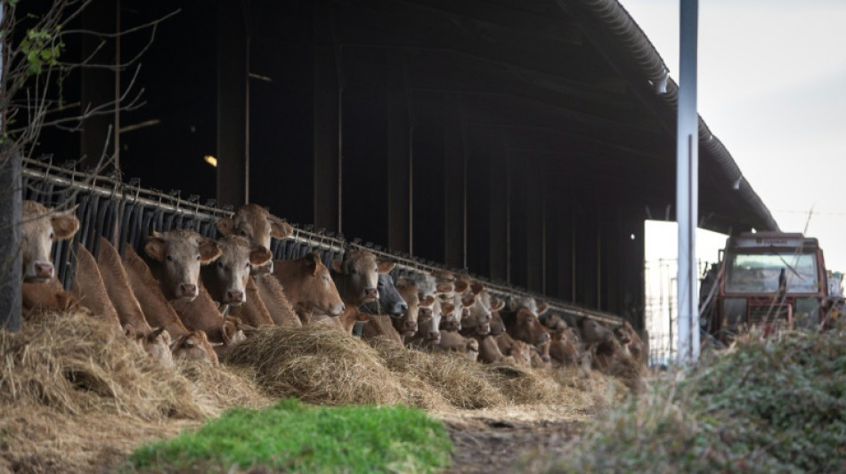 La dermatose nodulaire contagieuse, fl&eacute;au de l'&eacute;levage bovin