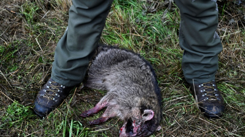 B&eacute;lgica, ante la dif&iacute;cil tarea de enfrentar la propagaci&oacute;n de mapaches