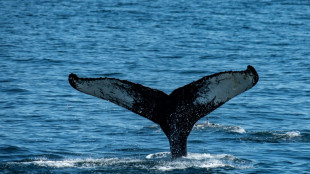 Nach Sichtungen in Ostsee: Wal taucht in Wismarer Hafen auf
