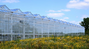 En Champagne, une serre "coffre-fort" pour protéger la racine des vignes du changement climatique