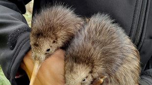 New Zealand opens first 'kiwi hospital' for injured birds