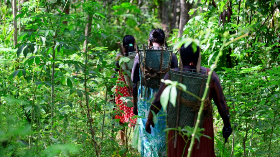 La deforestación cae en todos los biomas de Brasil por primera vez en seis años
