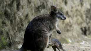 Ausgeb&uuml;xtes K&auml;nguru sorgt in Erfurt f&uuml;r Polizeieinsatz