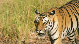 IA: quand les cam&eacute;ras intelligentes prot&egrave;gent la faune sauvage