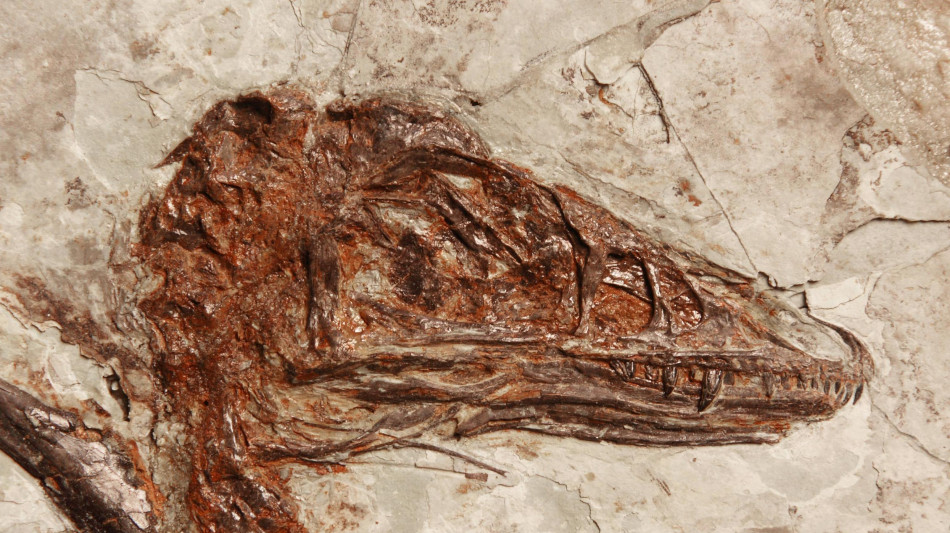 Il dinosauro con lo sguardo d'aquila