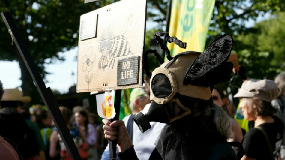Uproar in France over reintroduction of bee-harming pesticides