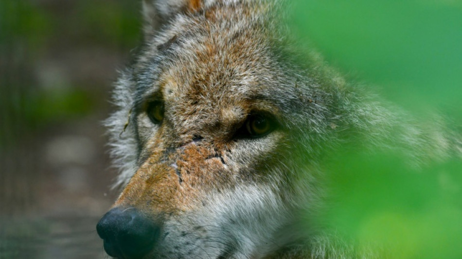 Bundesrat macht Weg frei f&uuml;r Erleichterung der Jagd auf W&ouml;lfe