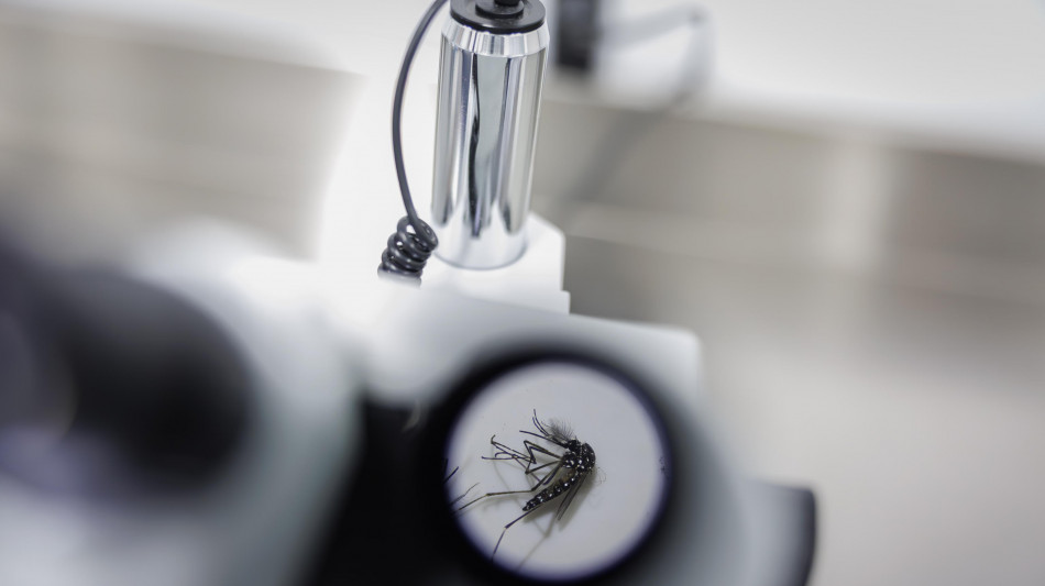 Iss, nei focolai di dengue in Italia trasmissione massimo a 400 m di distanza