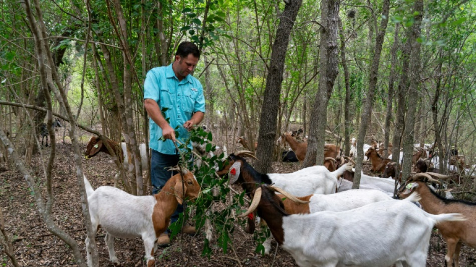 &iquest;Creci&oacute; la maleza? El "escuadr&oacute;n cabra" sale al rescate en EEUU
