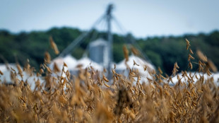 US farmers hit by trade war to get 'substantial' aid: Treasury chief