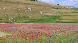 >ANSA-BOX/ A Castelluccio di Norcia il caldo spegne la fioritura