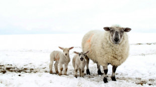 Polizisten retten in Thüringen 200 Schafe bei eisigem Wetter von Weide 