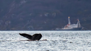 Il y a 20.000 ans, des outils en os de cétacés autour du golfe de Gascogne