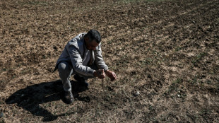 La sequía pone en peligro la cosecha en la región cerealera de Marruecos