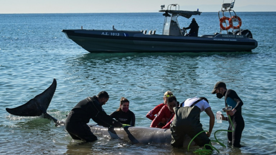 Verletzter Wal nach Freilassung in Griechenland tot aufgefunden
