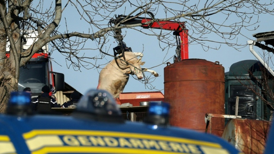 Dermatose en Ariège: le troupeau abattu malgré la mobilisation des éleveurs