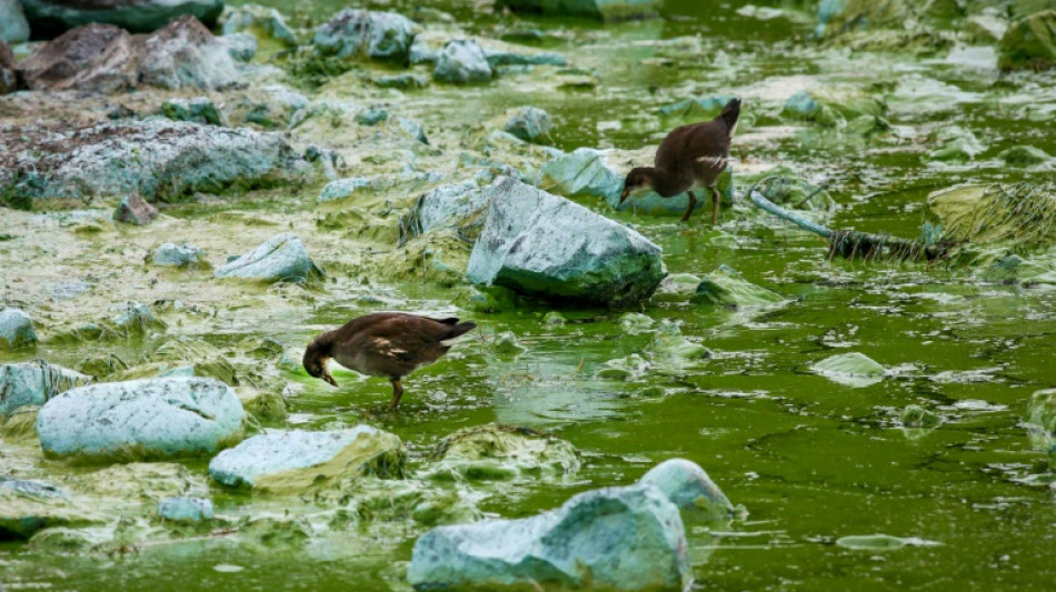 Le plus grand lac du Royaume-Uni suffoque à cause des algues toxiques