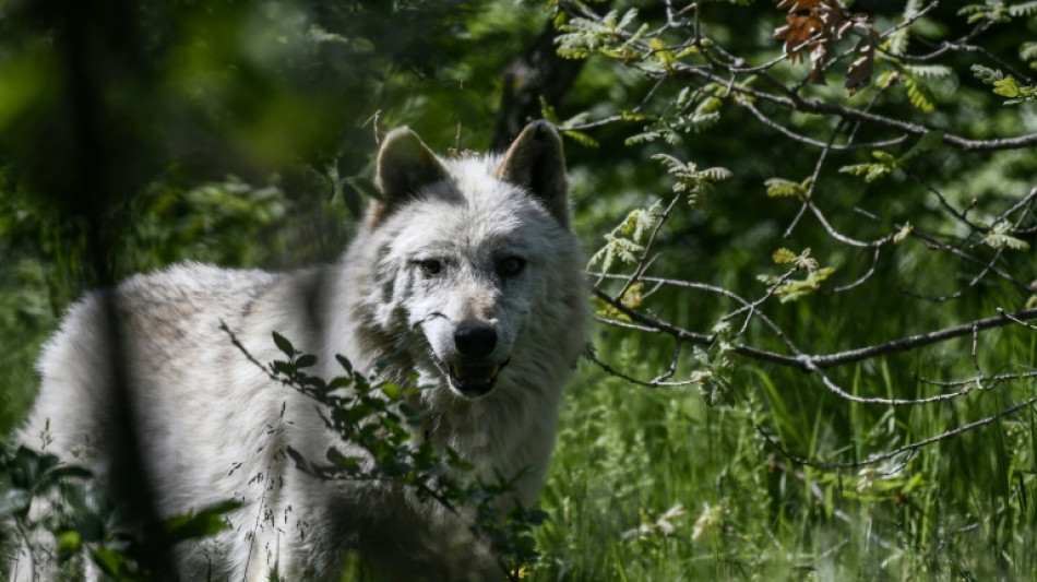 Wolf attack in Greece prompts calls for hunting rights