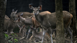 Thailand credits prey releases for 'extraordinary' tiger recovery
