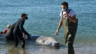 Grèce: une jeune baleine blessée échoue sur une plage près d'Athènes