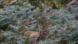 Autofahrer nach Wildunf&auml;llen zur Kasse gebeten: Urteil gegen J&auml;ger best&auml;tigt