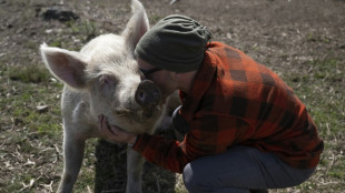 Never boared: Barmaid becomes France's first pig pedicurist