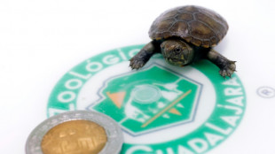 Nasce no México exemplar da menor tartaruga do mundo, em risco de extinção