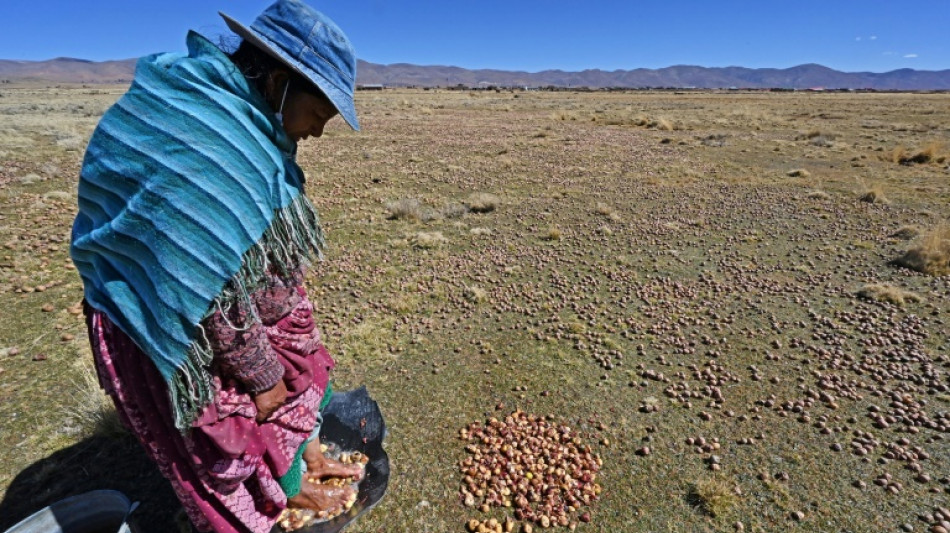 Study reveals potato's secret tomato heritage