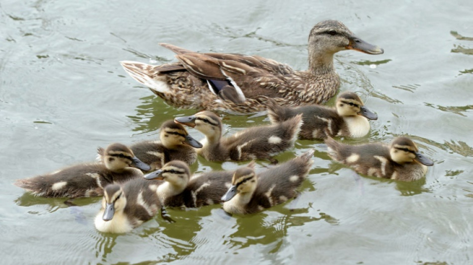 Feuerwehr rettet in Niedersachsen Entenküken aus Kanalisation