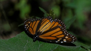 Mexico sees big fall in monarch butterfly numbers