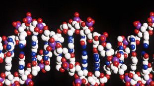 Il Dna antico racconta il declino degli ultimi Neanderthal europei