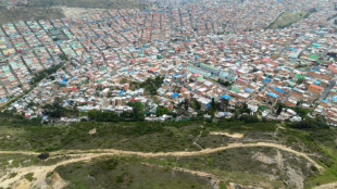 Un eucalipto con una leyenda macabra ser&aacute; patrimonio cultural de Bogot&aacute; 