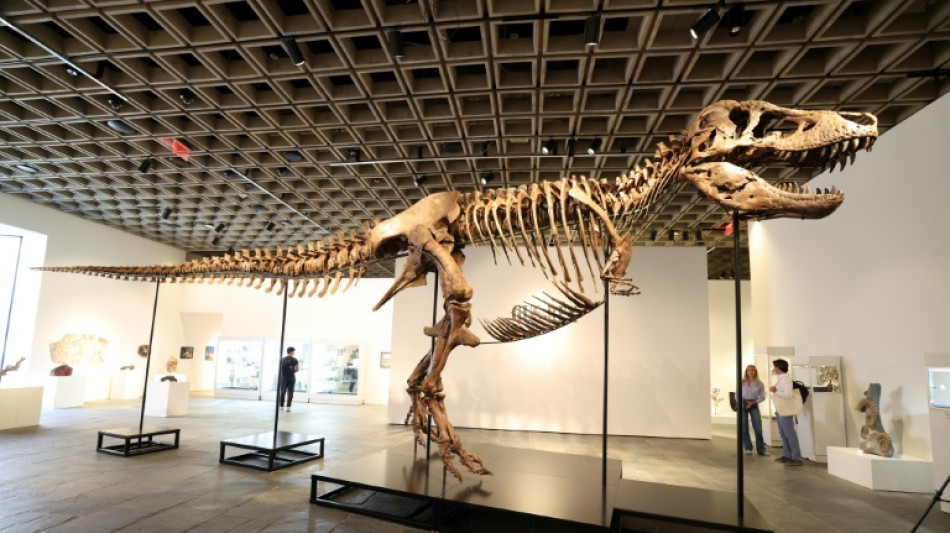 USA: T-Rex "Gus" bei Auktion f&uuml;r mehr als 50 Millionen Dollar versteigert